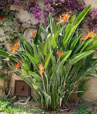 En Rez De Jardin Et Terrasse Dans 公寓